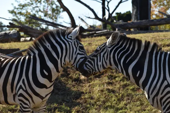 Casino Rockn Rolla Support